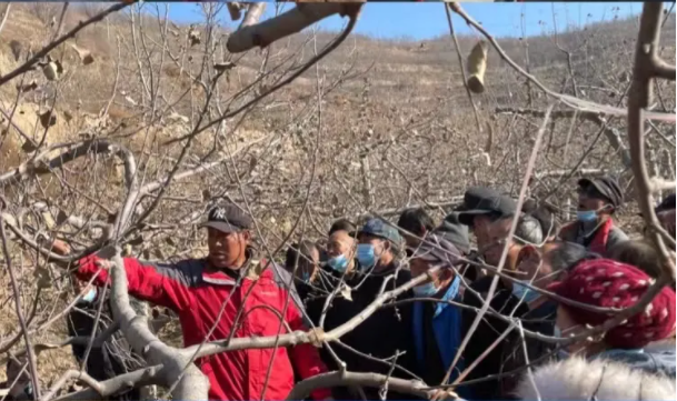 市產(chǎn)投集團在靜寧幫扶村開展冬季果園管理培訓(圖5) 市產(chǎn)投集團在靜寧幫扶村開展冬季果園管理培訓(圖5)